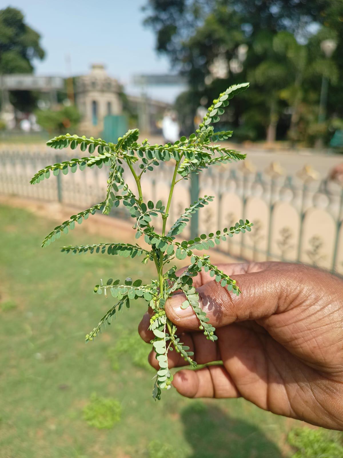 Kirunelli, a medicinal plant found in Lalbagh