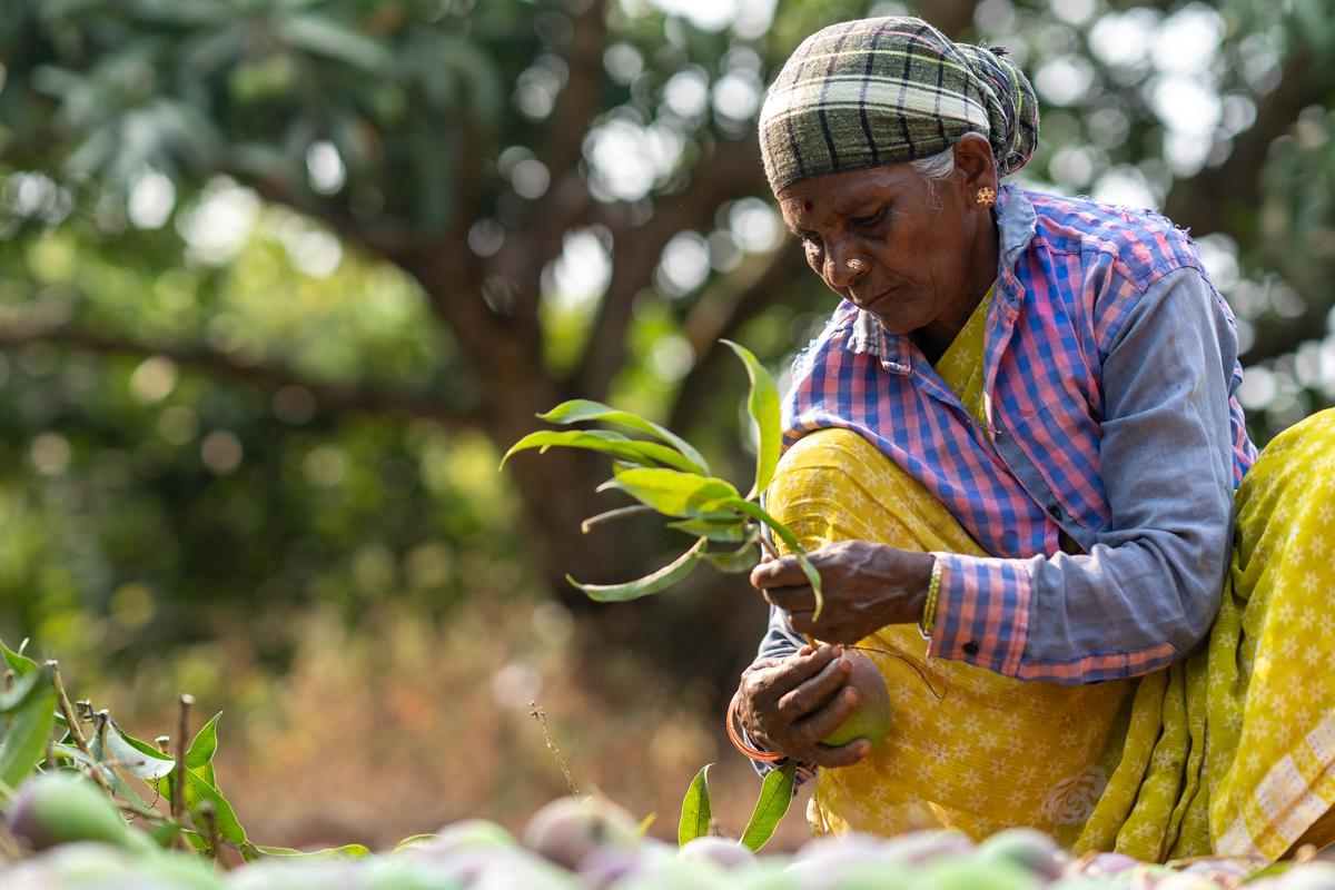 Organic mangoes being washed and graded