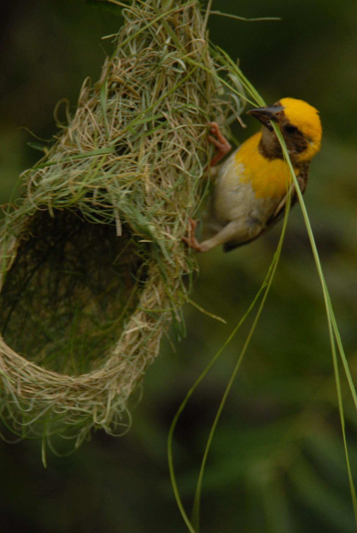 A weaver bird building a nest.