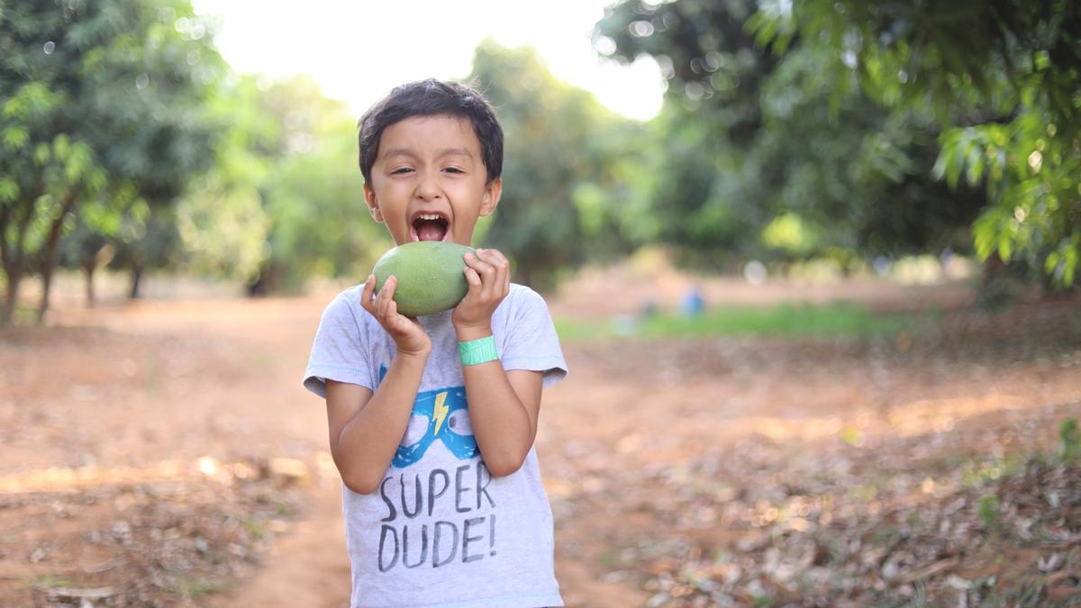 Where to find mangoes this year in Tamil Nadu The Hindu