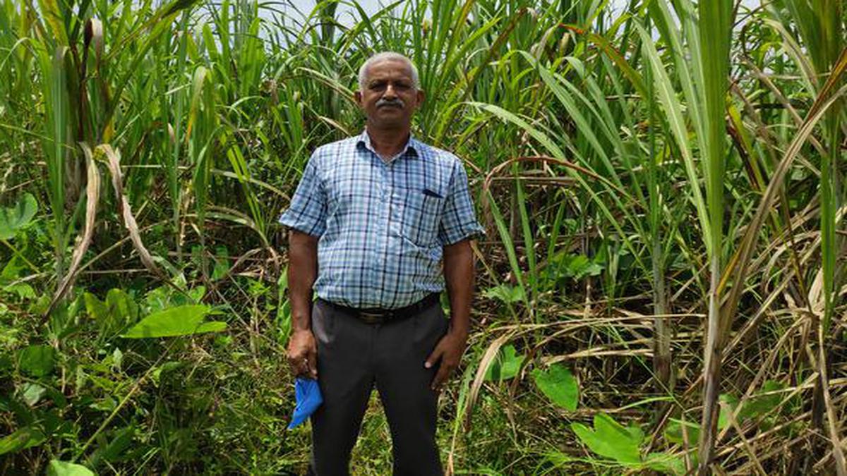 A schoolteacher popularises Central Travancore jaggery, and triggers a sweet revolution