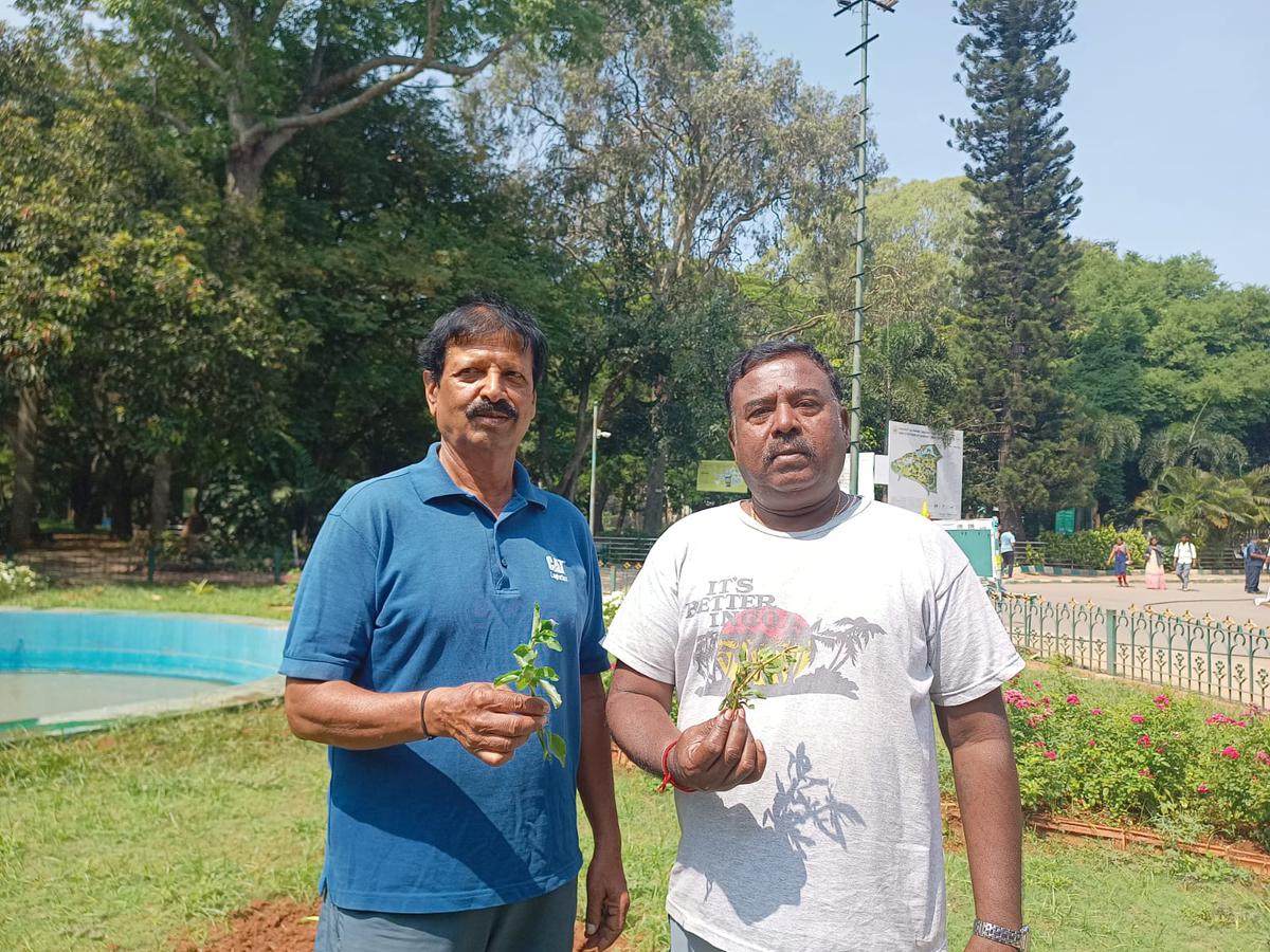 (from left) Balu N and Govindaraju GV with their foraged herbs