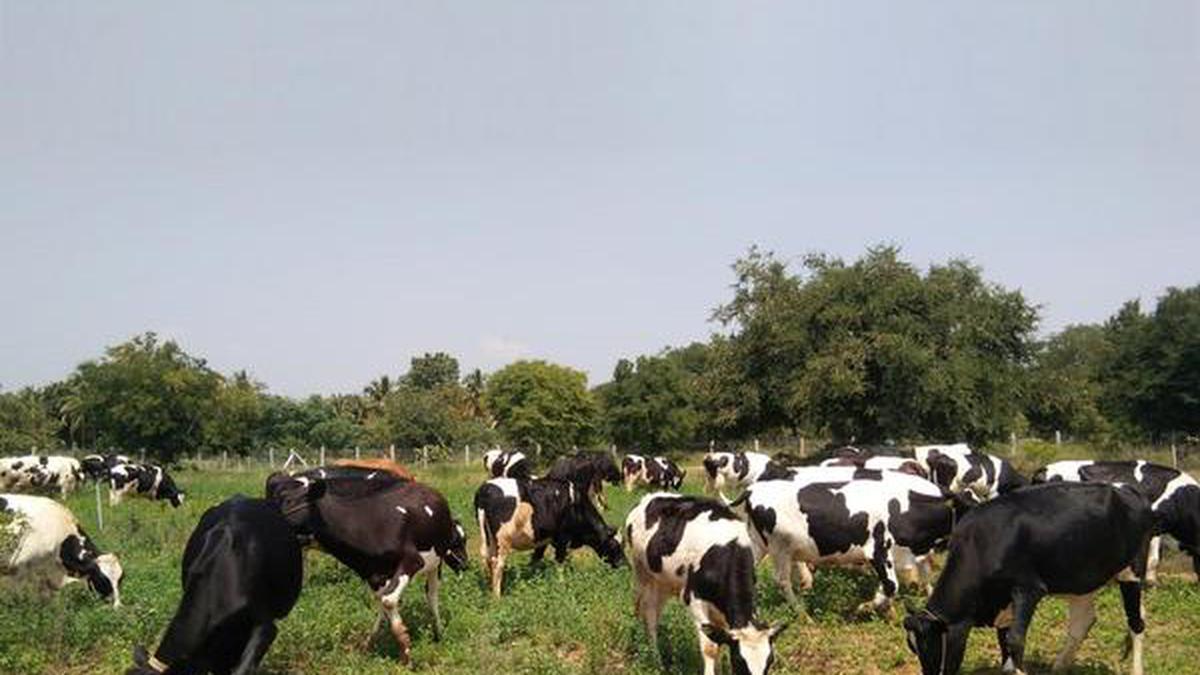 All you need to now about Indian organic and local milk varieties