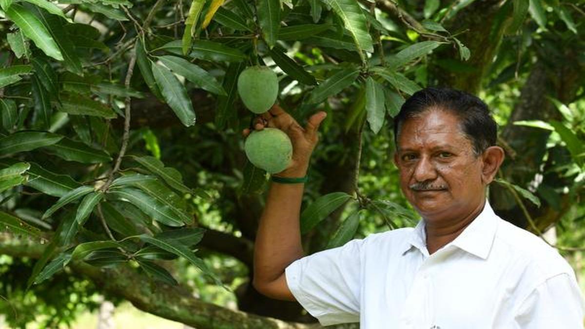 The man reviving endangered mango varieties The Hindu
