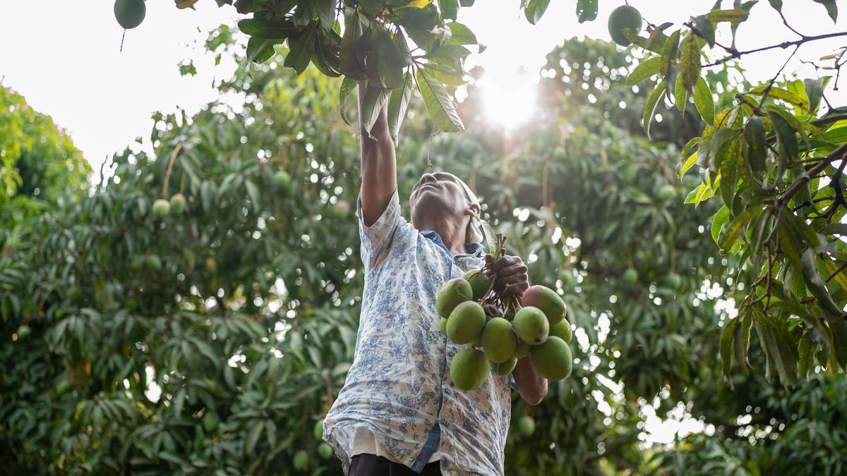 Where can you get organic mangoes in Tamil Nadu this season? Here is our list