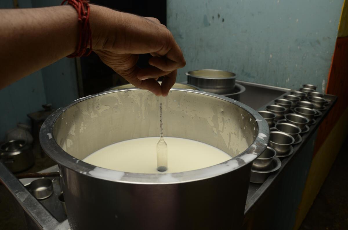 A Lactometer being used to test the purity of milk based on density