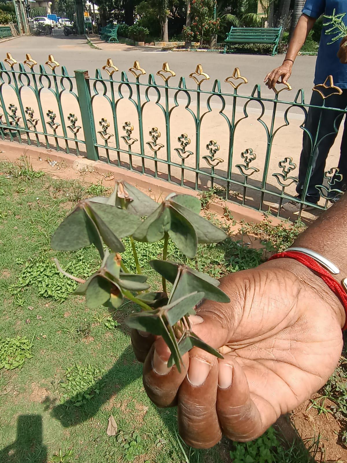 Huli soppu in Lalbagh