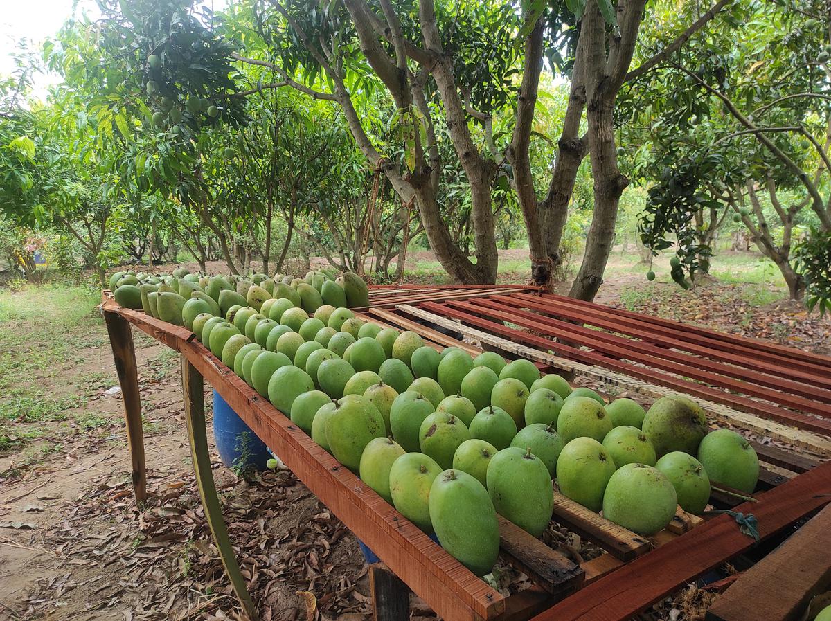 Desapping of harvested mangoes at ARNV Farms