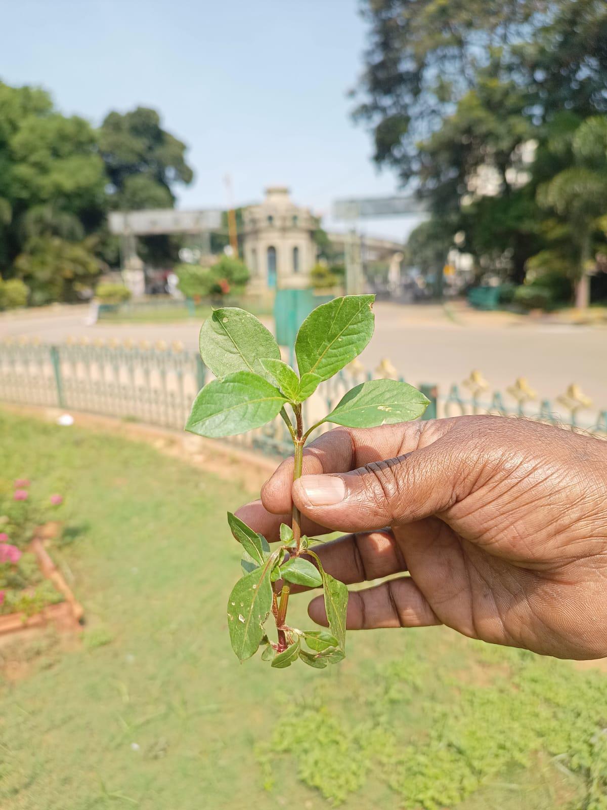 Hoovuhongane soppu in Lalbagh