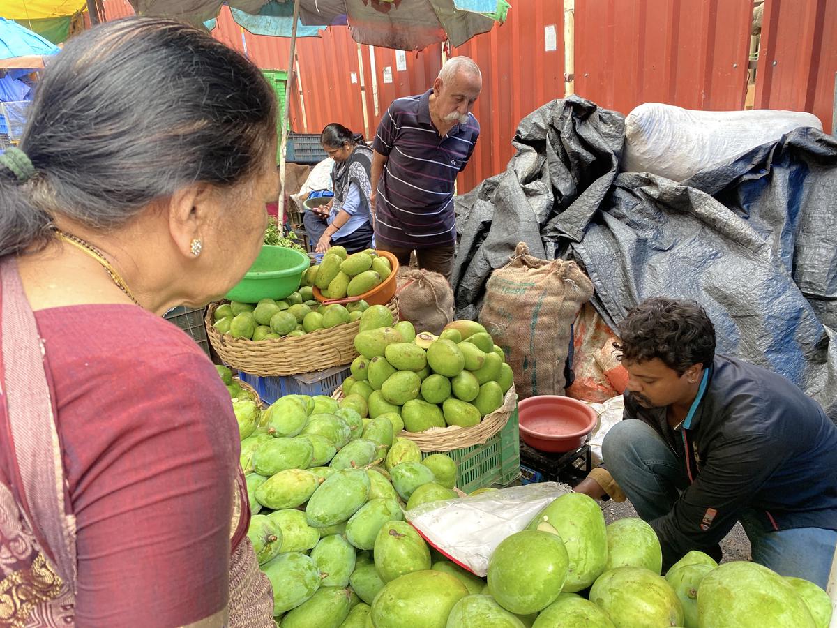 Naati mangoes for Avakaya Pickle