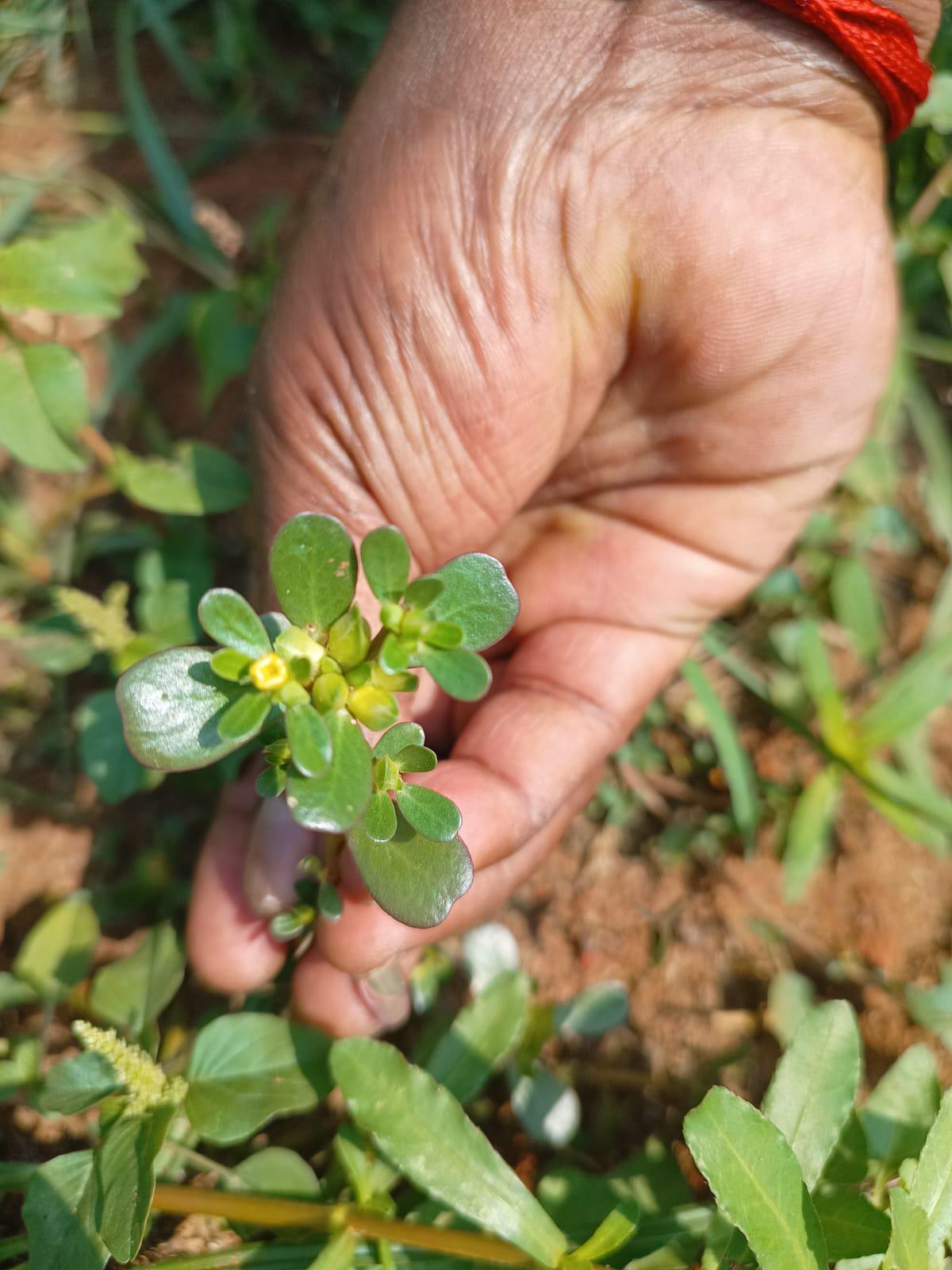 Goni soppu in Lalbagh