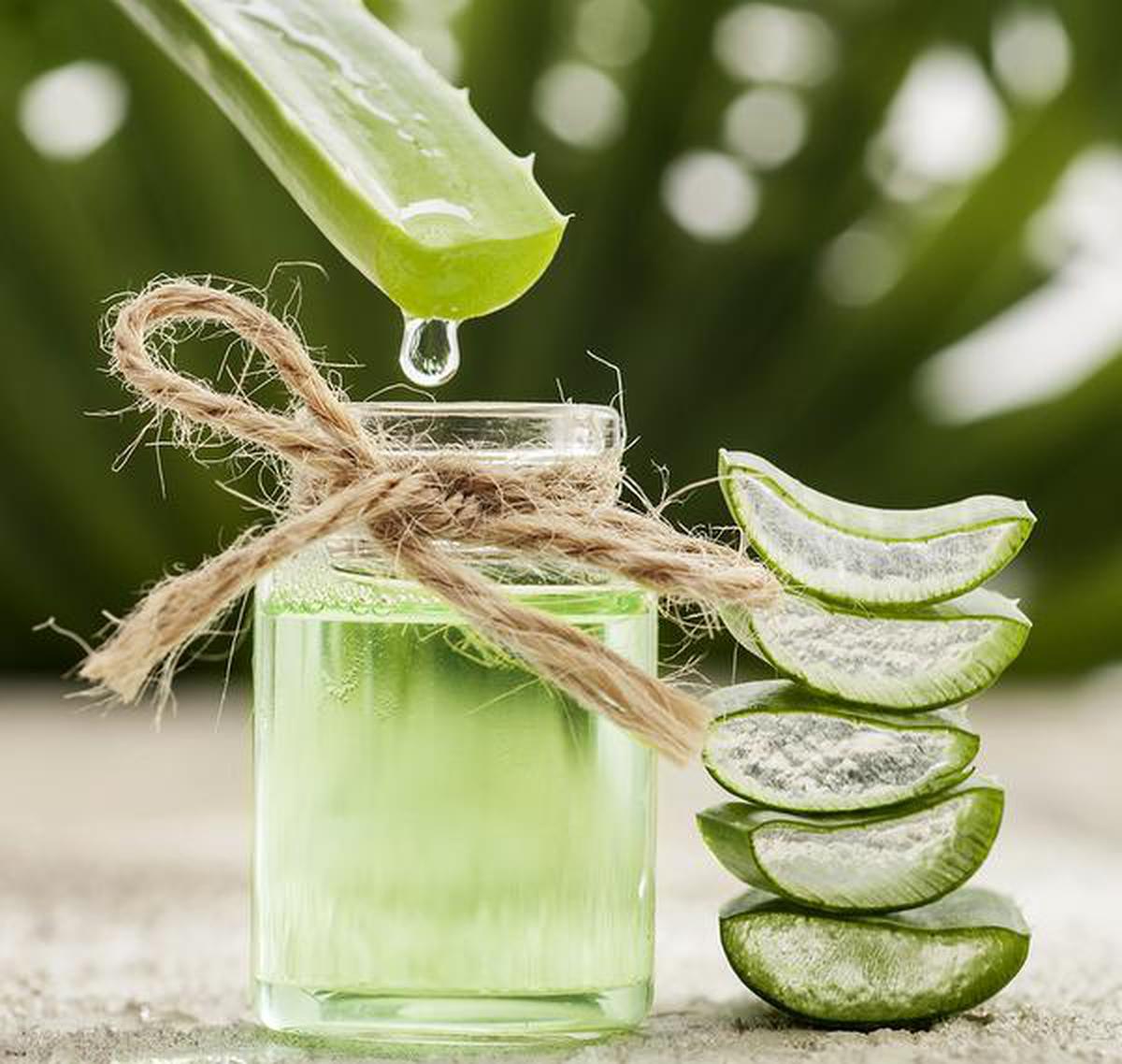 This summer try aloe vera to cool the body The Hindu