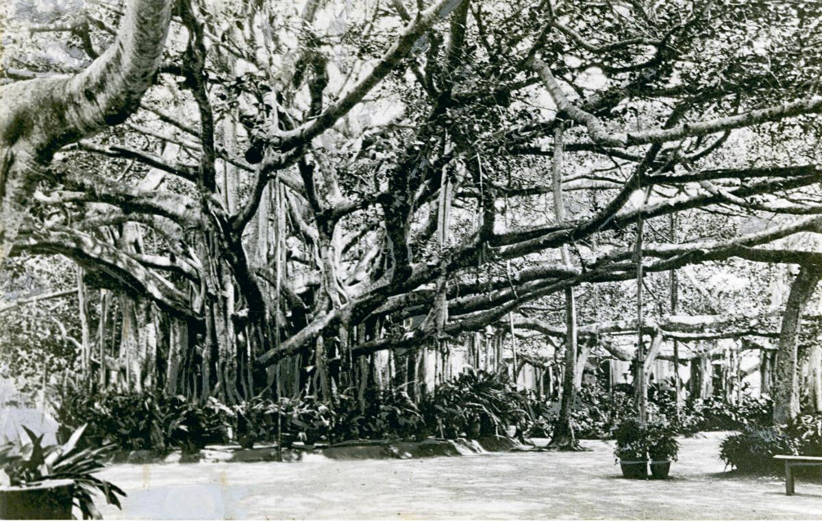 The Great Banyan tree of Adyar - a 1938 photo. The Great Banyan tree of Adyar - a 1938 photo.