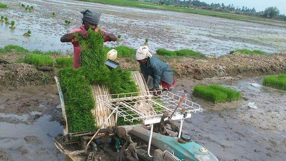 Farm-to-table amid the Chennai lockdown, in the name of fresh produce