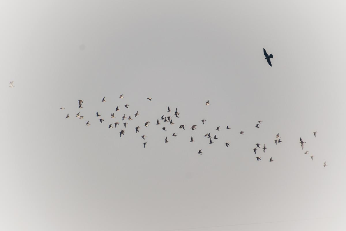 A tiercel hunting plovers