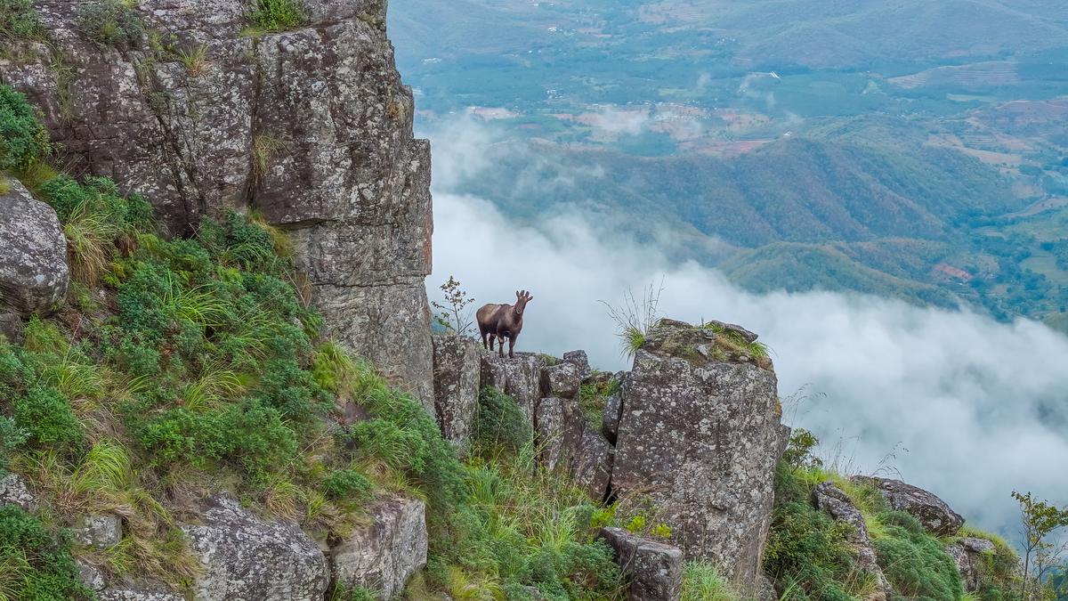 The Nilgiri Tahr, endemic to the Western Ghats