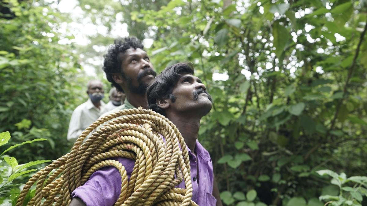 The Kattunayakans, a Particularly Vulnerable Tribal Group (PVTG), are known to be expert honey gatherers