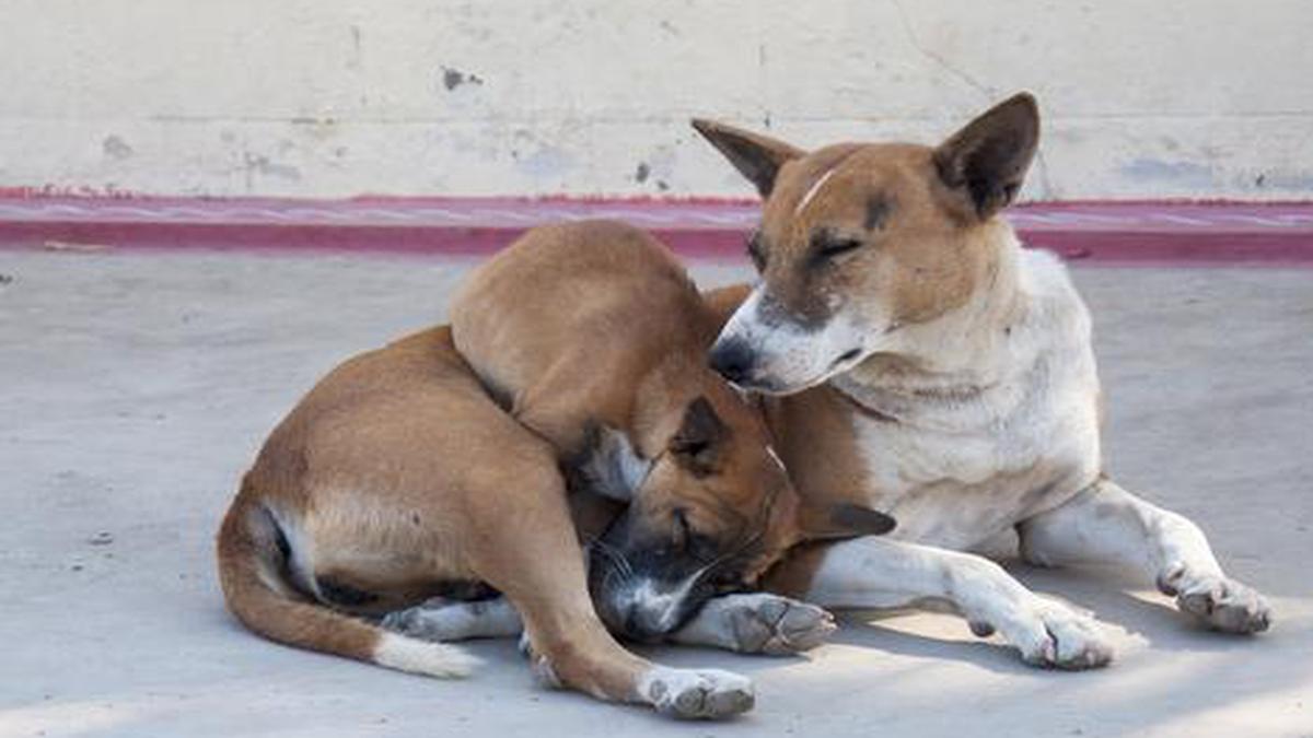 Should Stray Dogs Be Put To Sleep