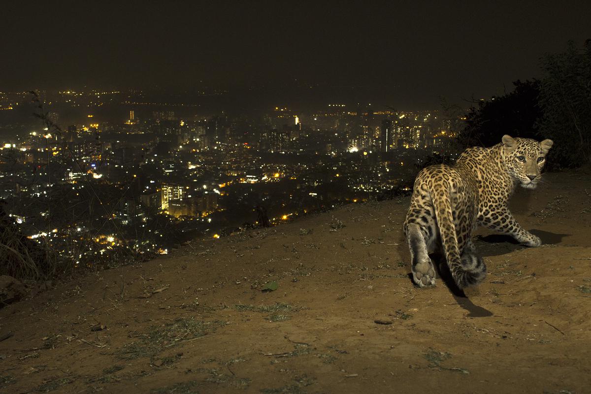 A leopard at Sanjay Gandhi National Park, against the backdrop of Mumbai