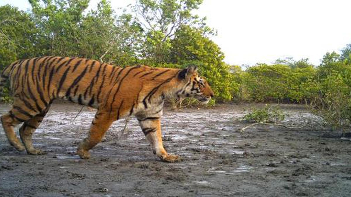 Tiger population in Sunderbans rises to 96 - The Hindu