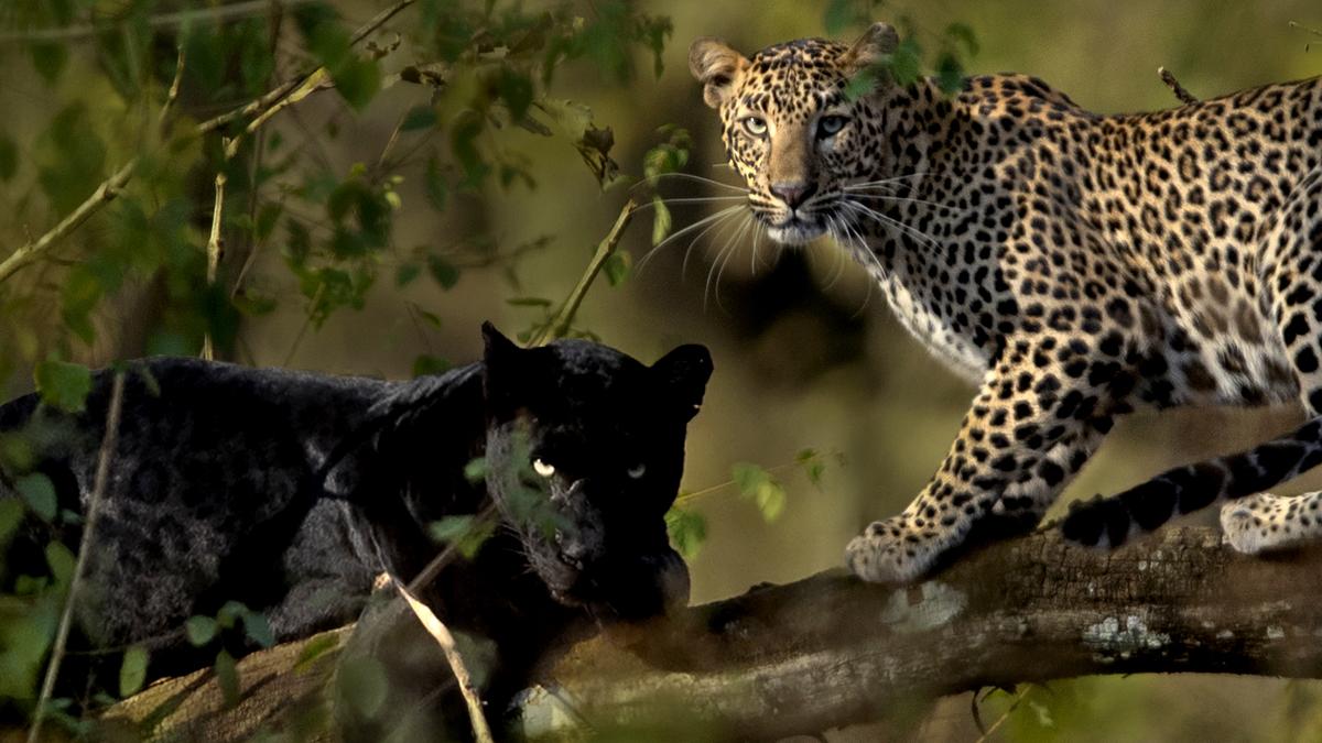 In search of leopard prints: Ecotourism in 2023 boosts efforts to protect the majestic cats In search of leopard prints: Ecotourism in 2023 boosts efforts to protect the majestic cats