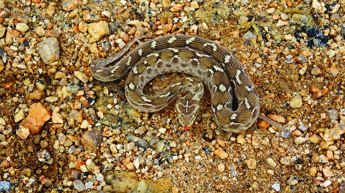 The saw-scaled viper, Echis carinatus
