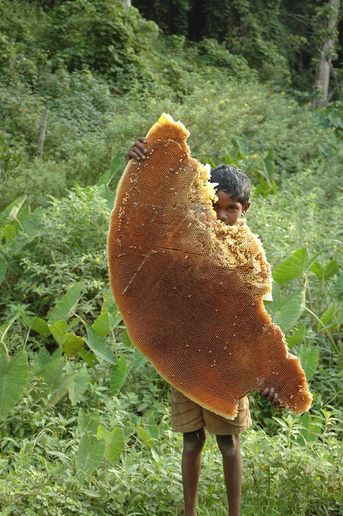 A boy holds a honey comb
