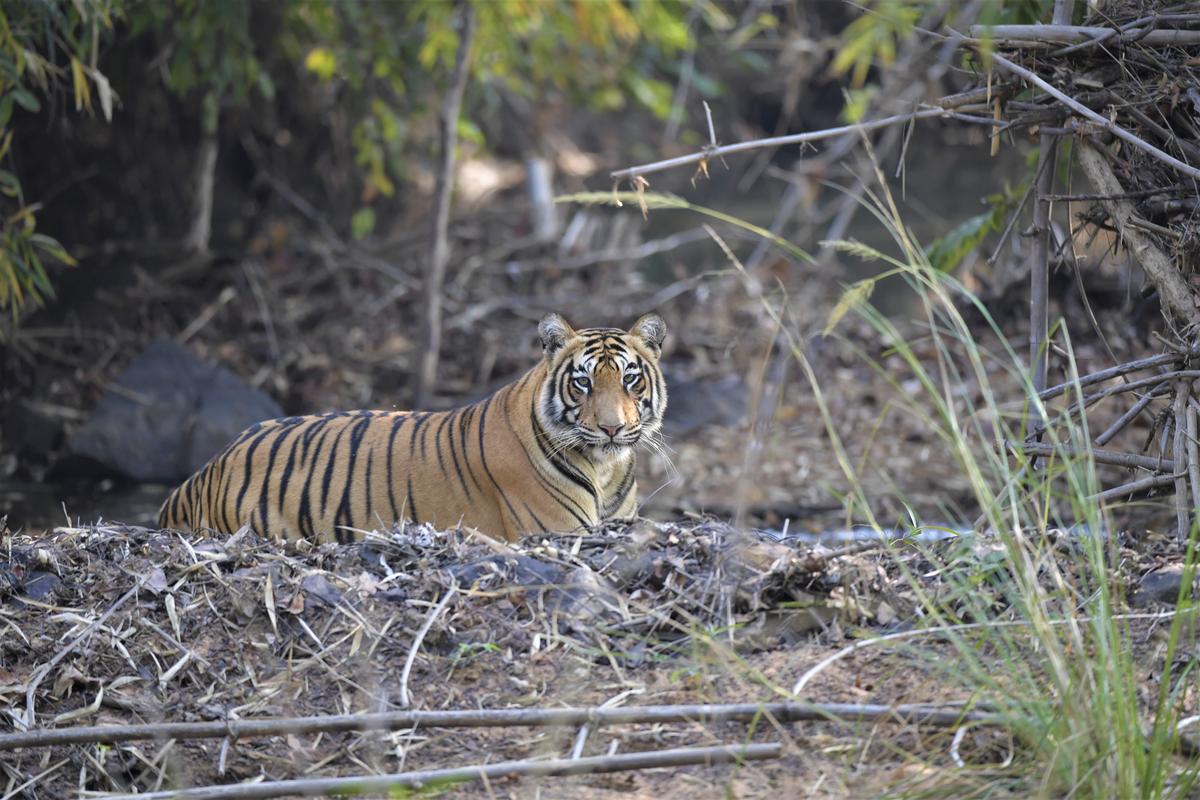The country’s conservation narrative remains heavily focused on tigers