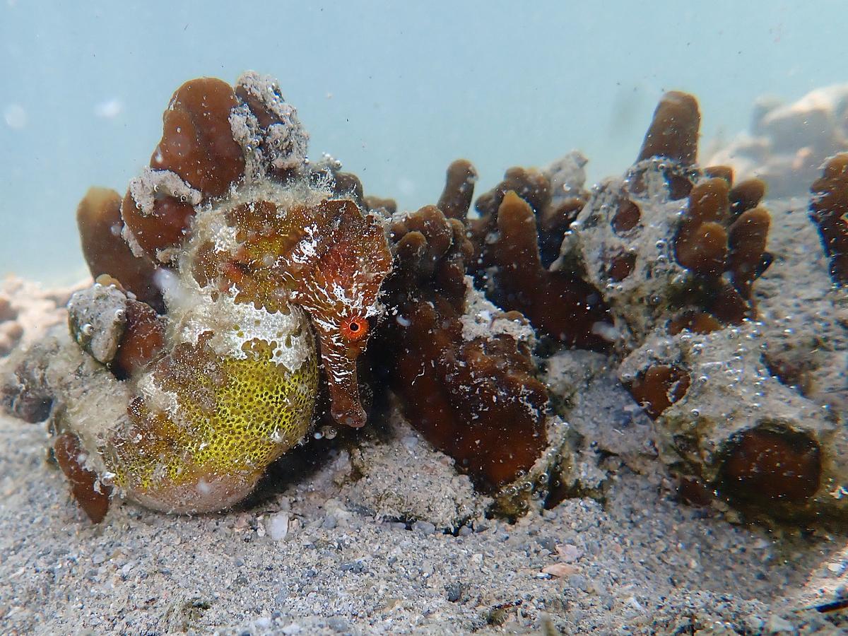 Seahorse Anahita