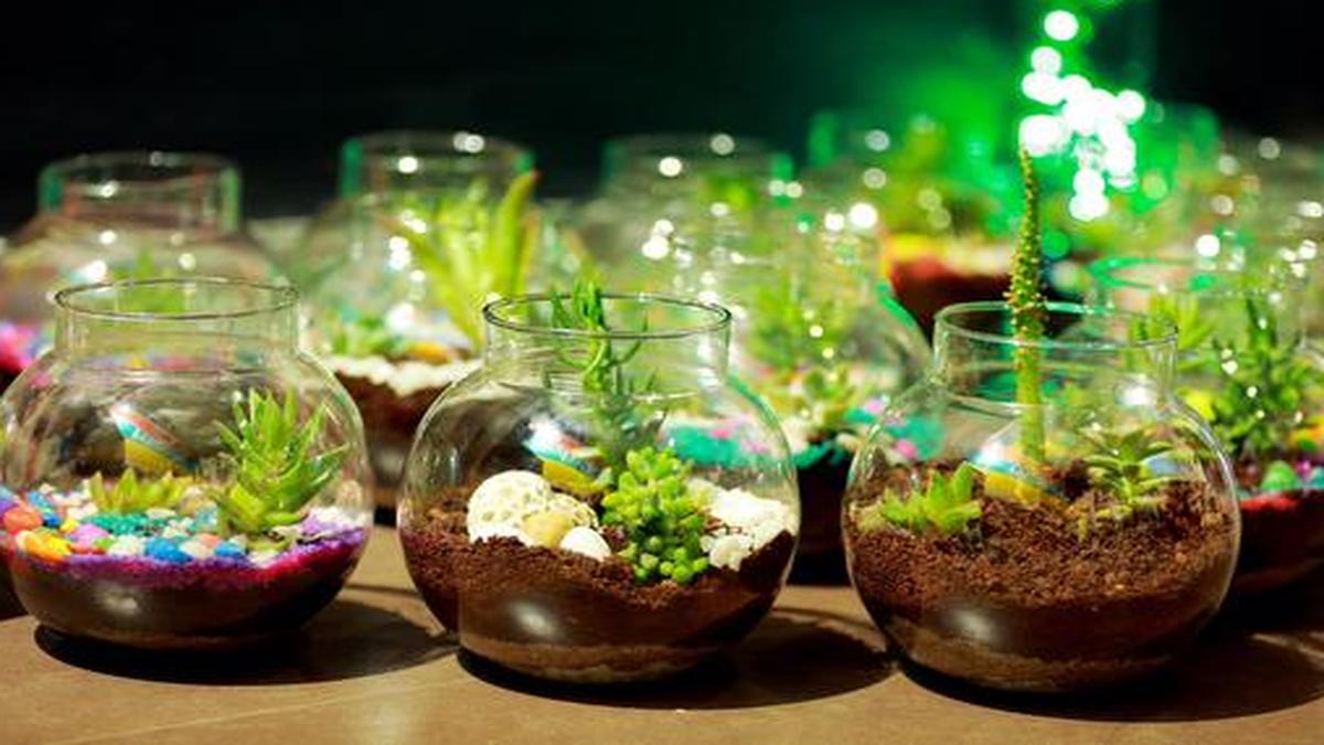 Vincy Eaphen on how to brighten interiors with a terrarium The Hindu
