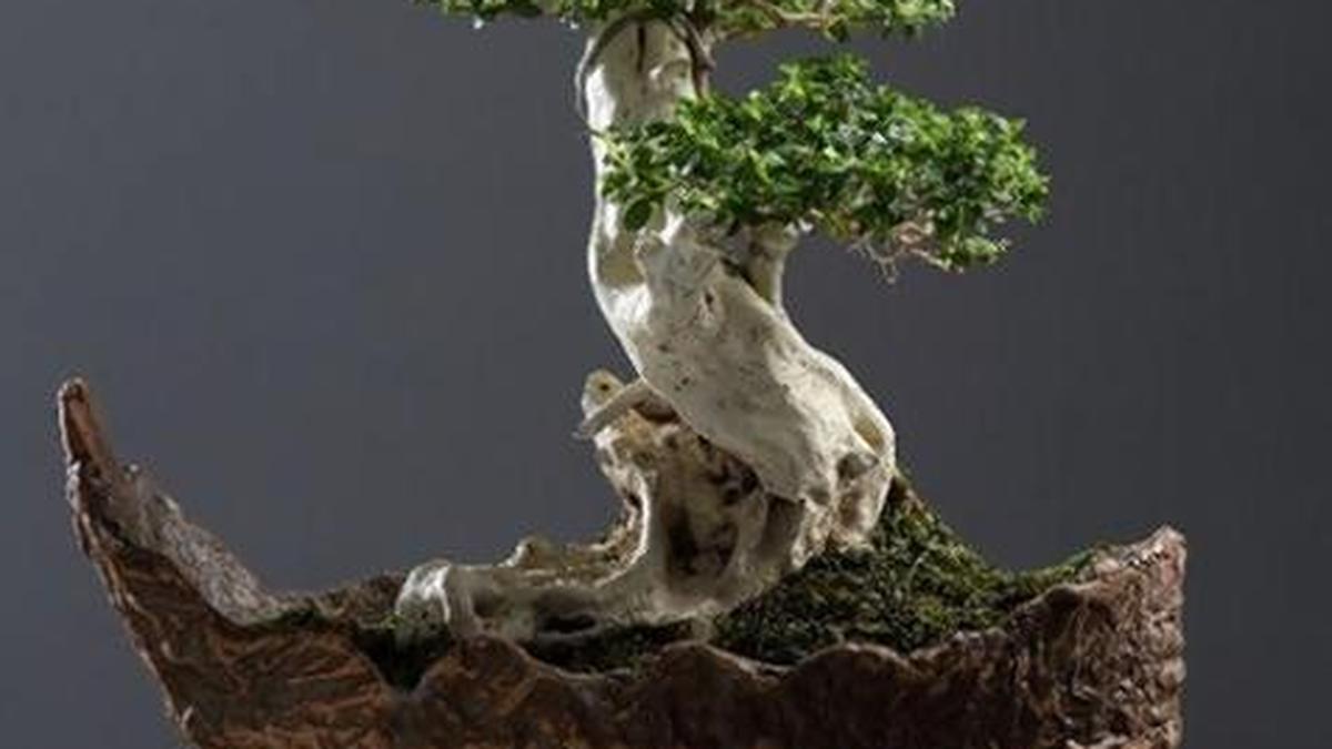 Learn the art of bonsai at Chennai Bodhi convention The Hindu