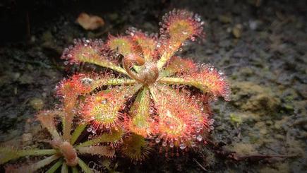 Carnivorous Plants Have Got The Attention Of Gardening Enthusiasts In The Country The Hindu