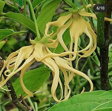 ylang ylang flower in tamil