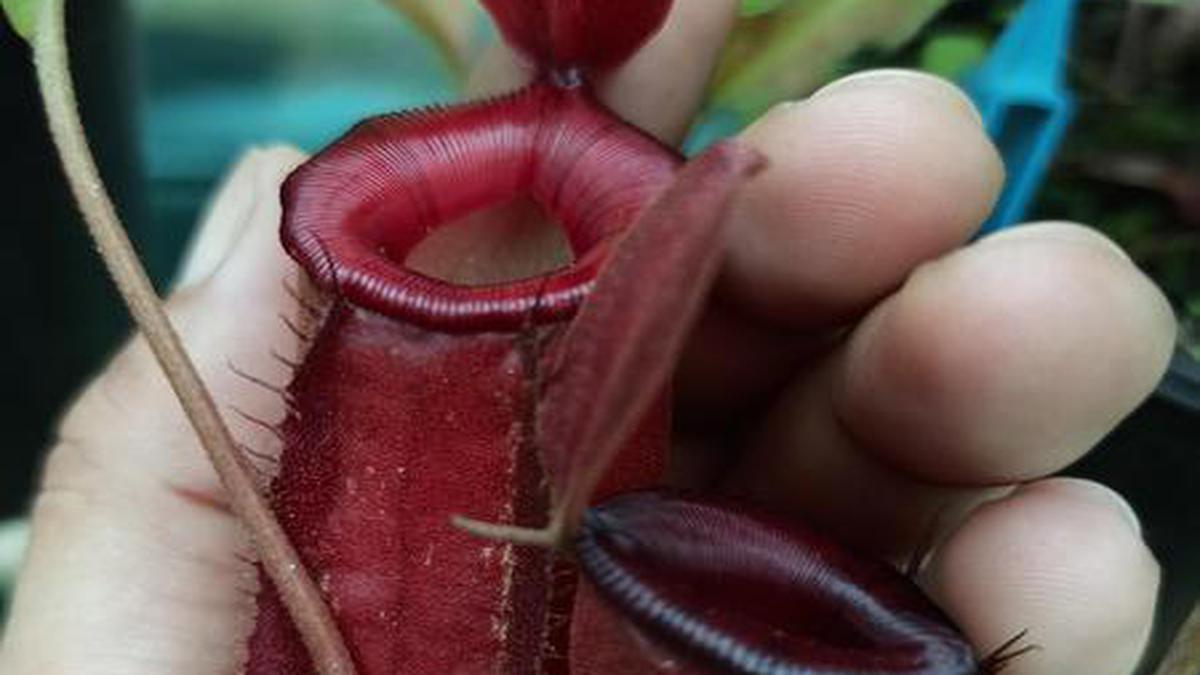 Carnivorous plants have got the attention of gardening enthusiasts in the country