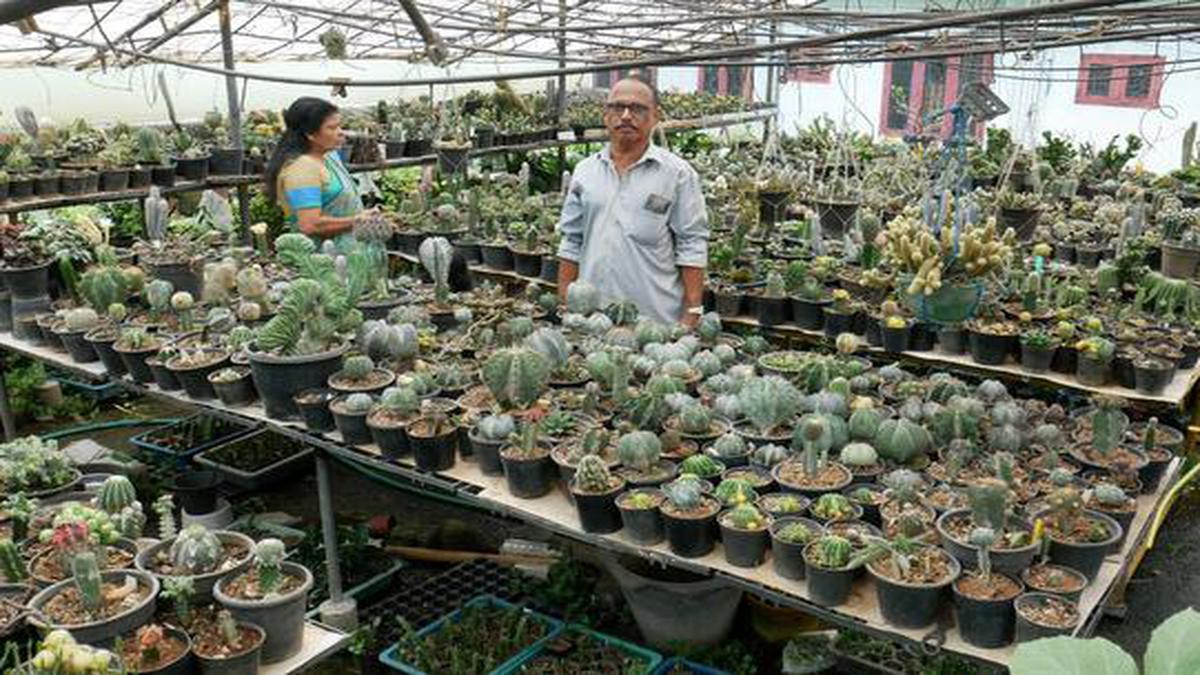 This cactus collector from Kerala loves to adorn his garden with thorny beauties