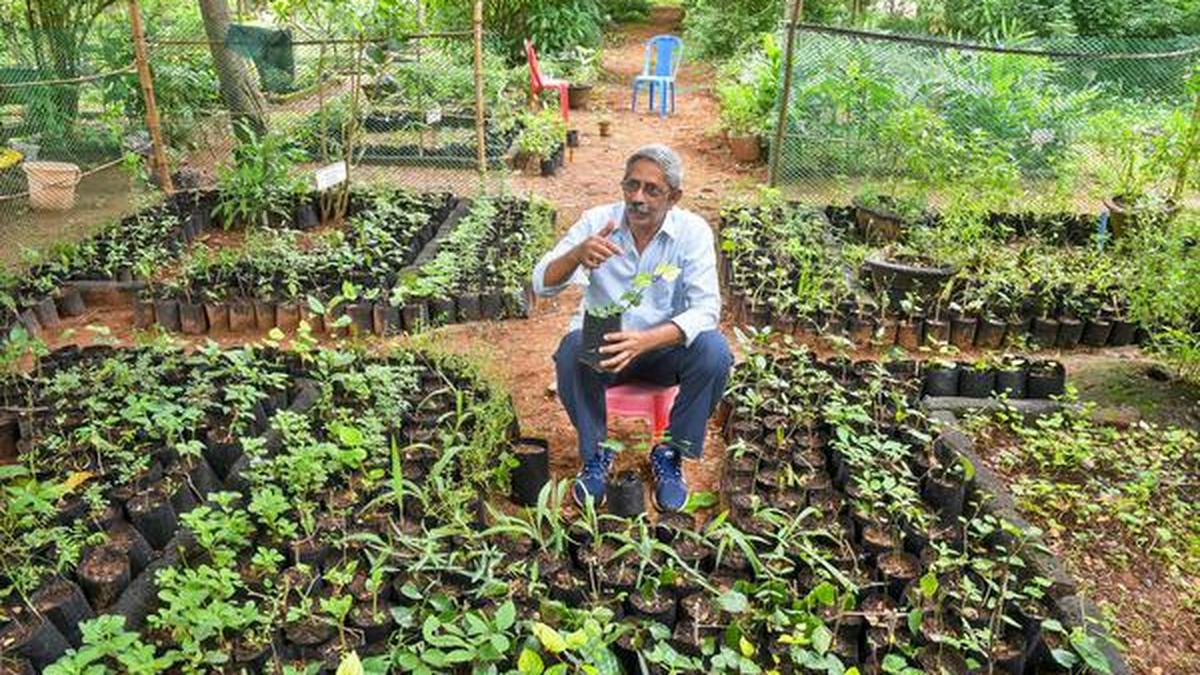 Herb nursery for Visakhapatnam at Biodiversity Park The Hindu