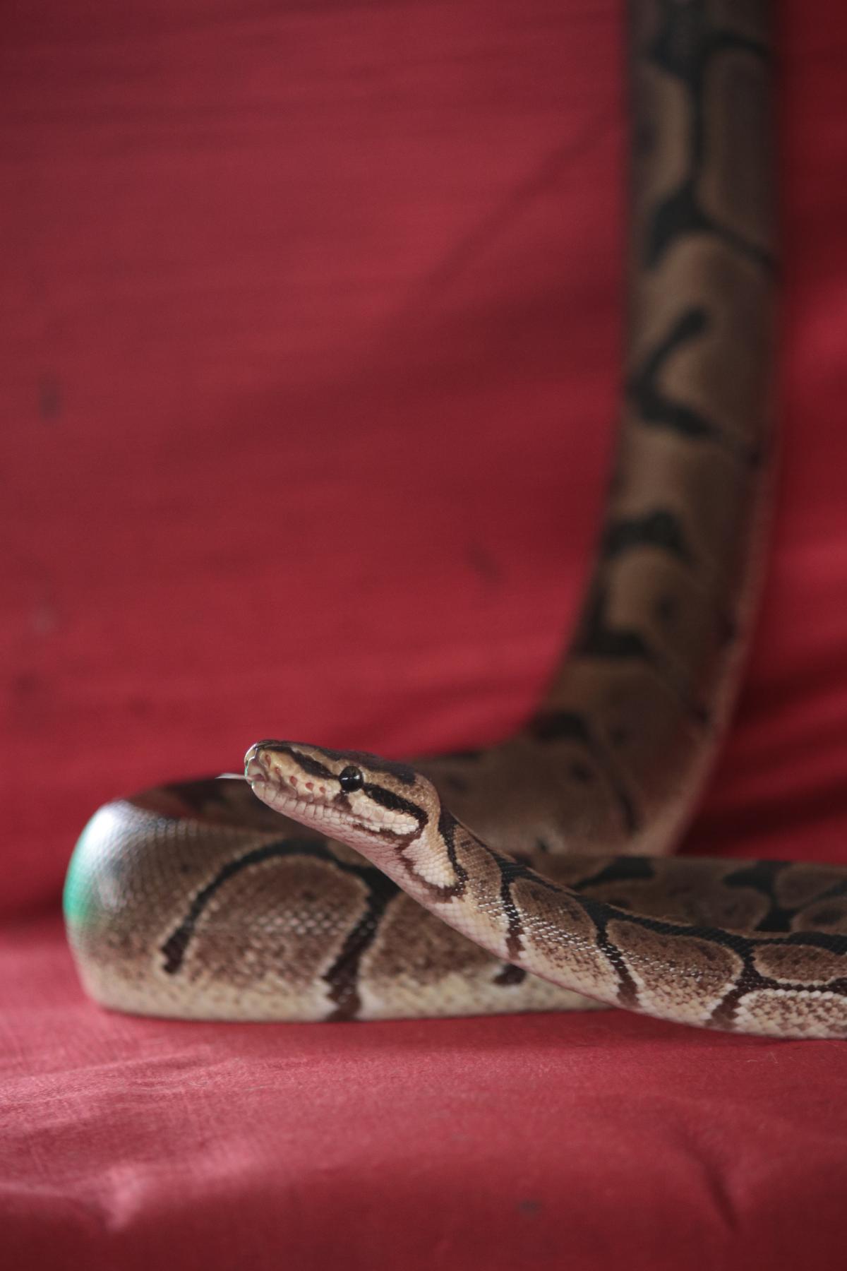 Iliana, the ball python Iliana, the ball python