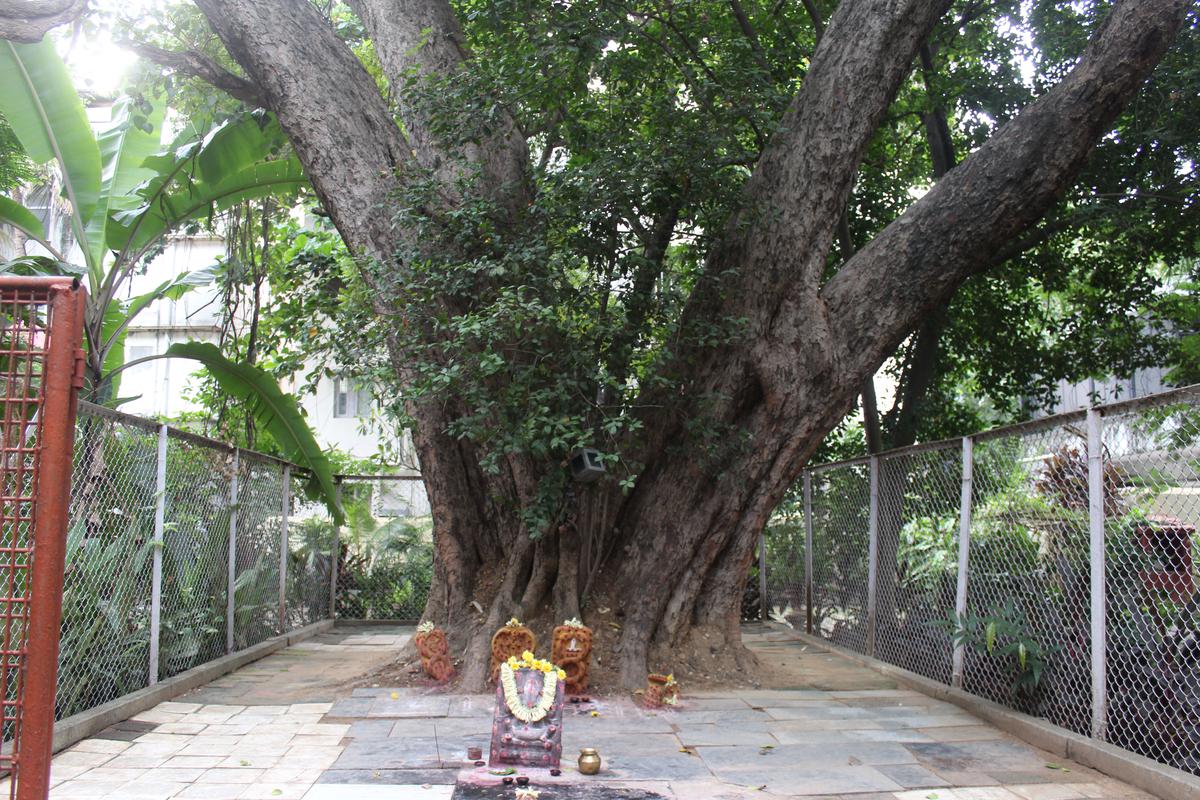 A pipal tree with a shrine underneath it