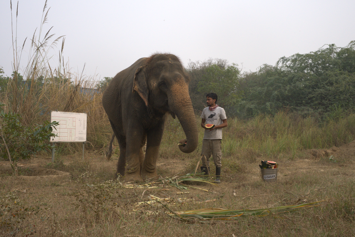 At Wildlife SOS