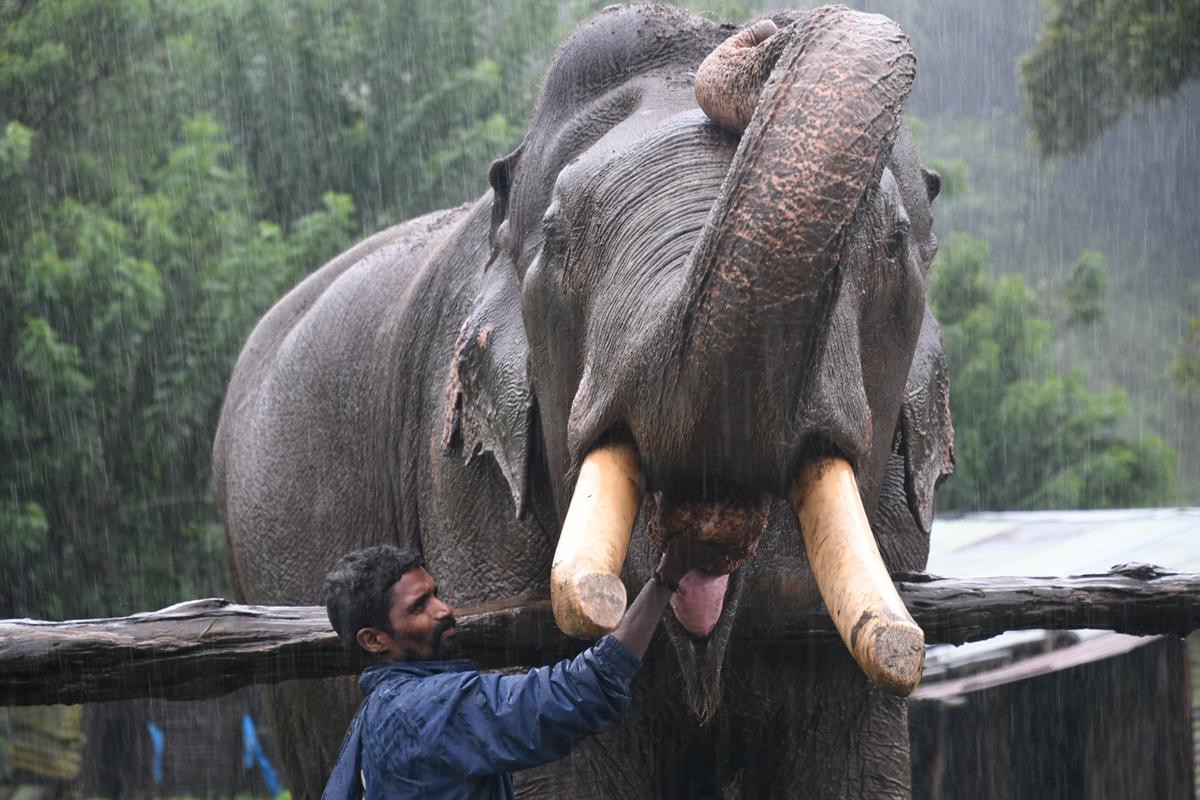 K Shakthi verzorgt zijn olifant Indhar met veel meer concentratie omdat de olifant blind is