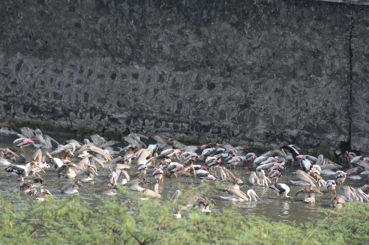 Spotbilled pelicans and painted storks of Pallikaranai marsh outside the NIOT campus.