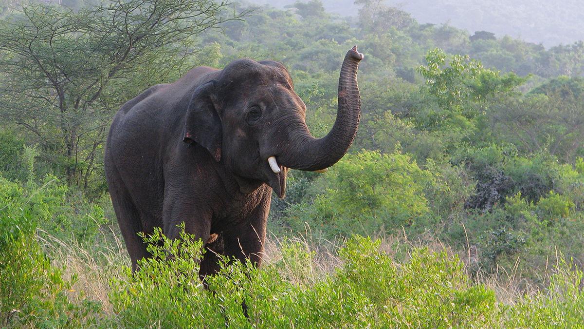 Coimbatore’s friendly elephant Chinna Thambi returns to home ground as a kumki