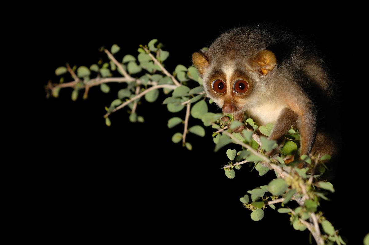 The Arboreal and Nocturnal in Habit Slender Loris The Arboreal and Nocturnal in Habit Slender Loris