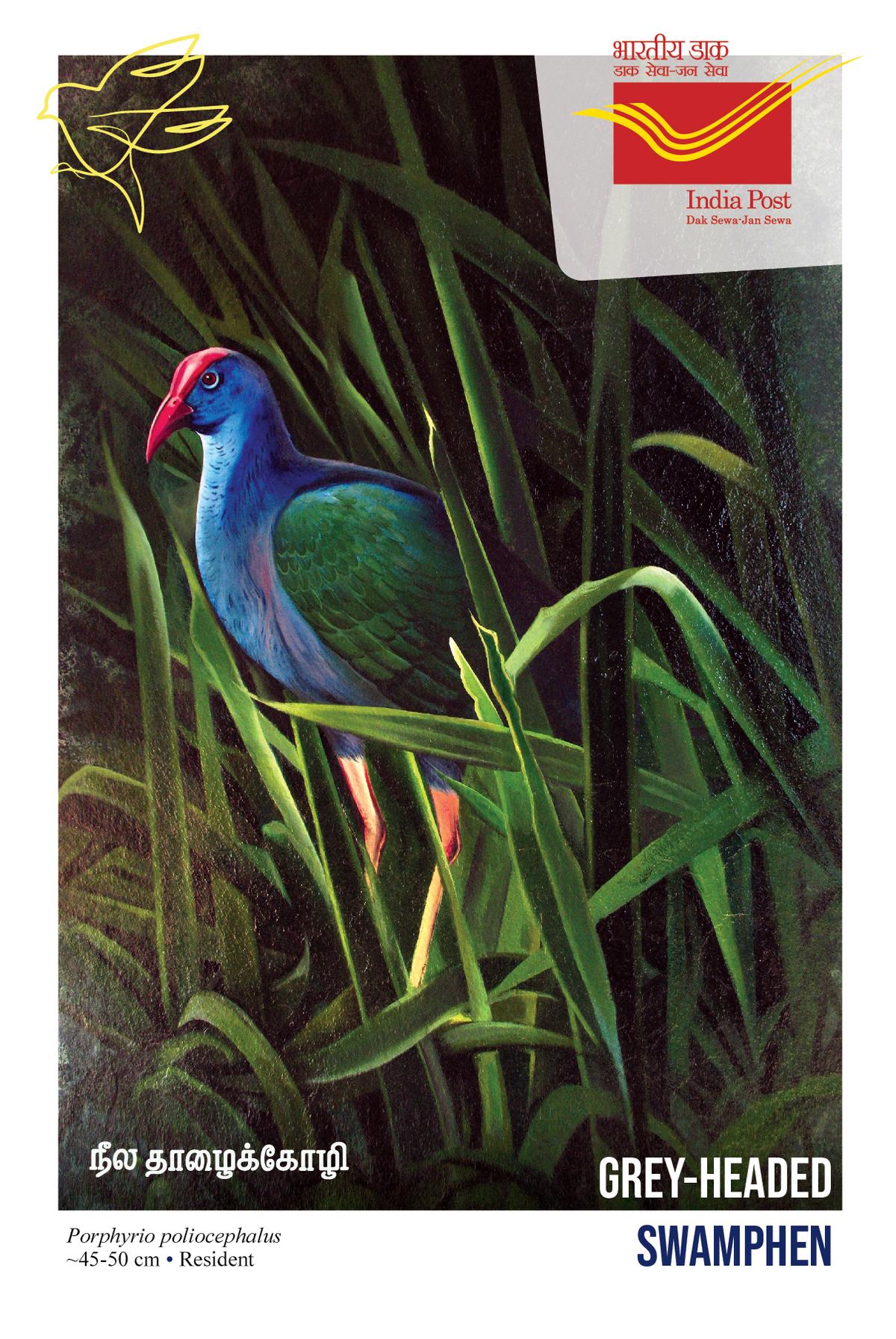 A painting of the grey-headed swamphen featured in the postcards set