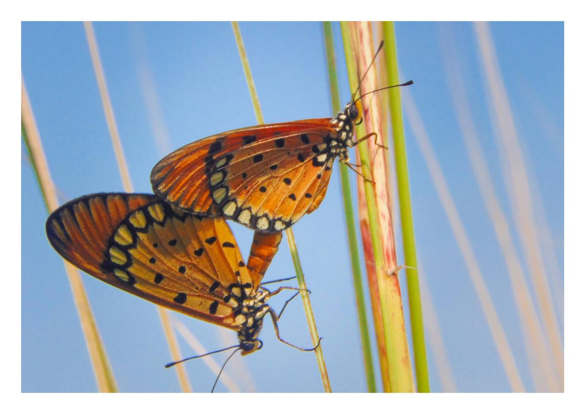 A photo of butterflies by Raja Khisku