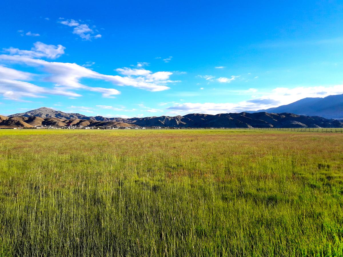 Grasslands in Hanle, Ladakh, July 12, 2024.