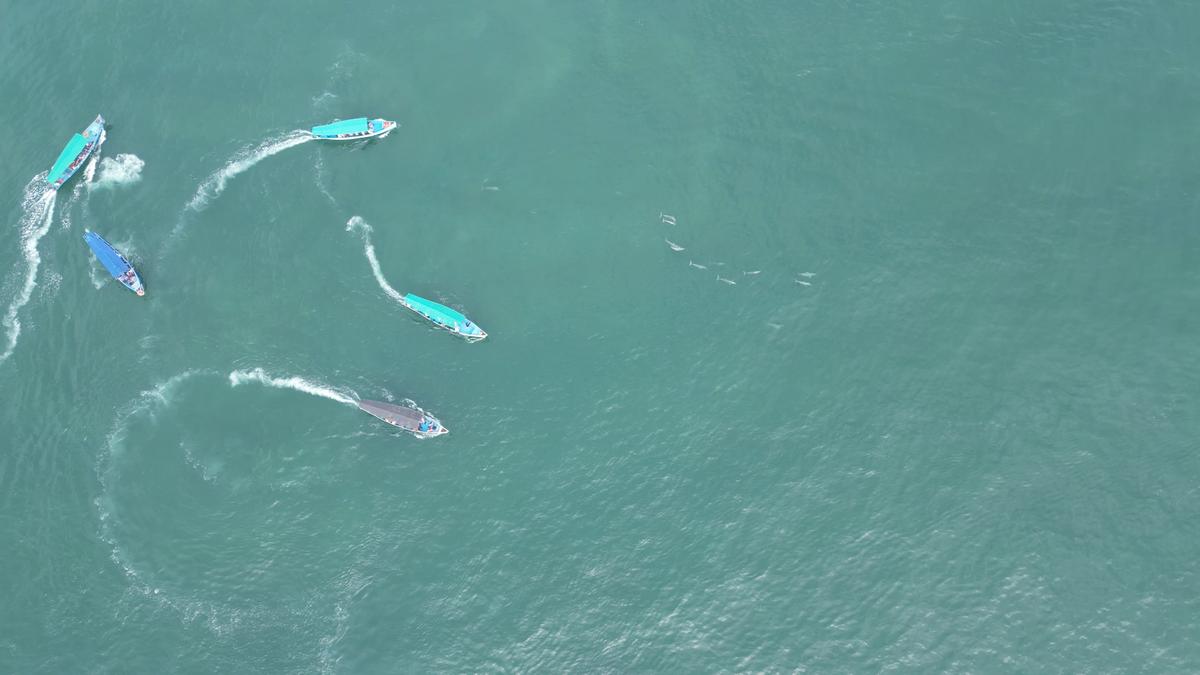 गोवा में डॉल्फ़िन देखने के दौरान नावें अक्सर डॉल्फ़िन के बहुत करीब आ जाती हैं गोवा में डॉल्फ़िन देखने के दौरान नावें अक्सर डॉल्फ़िन के बहुत करीब आ जाती हैं