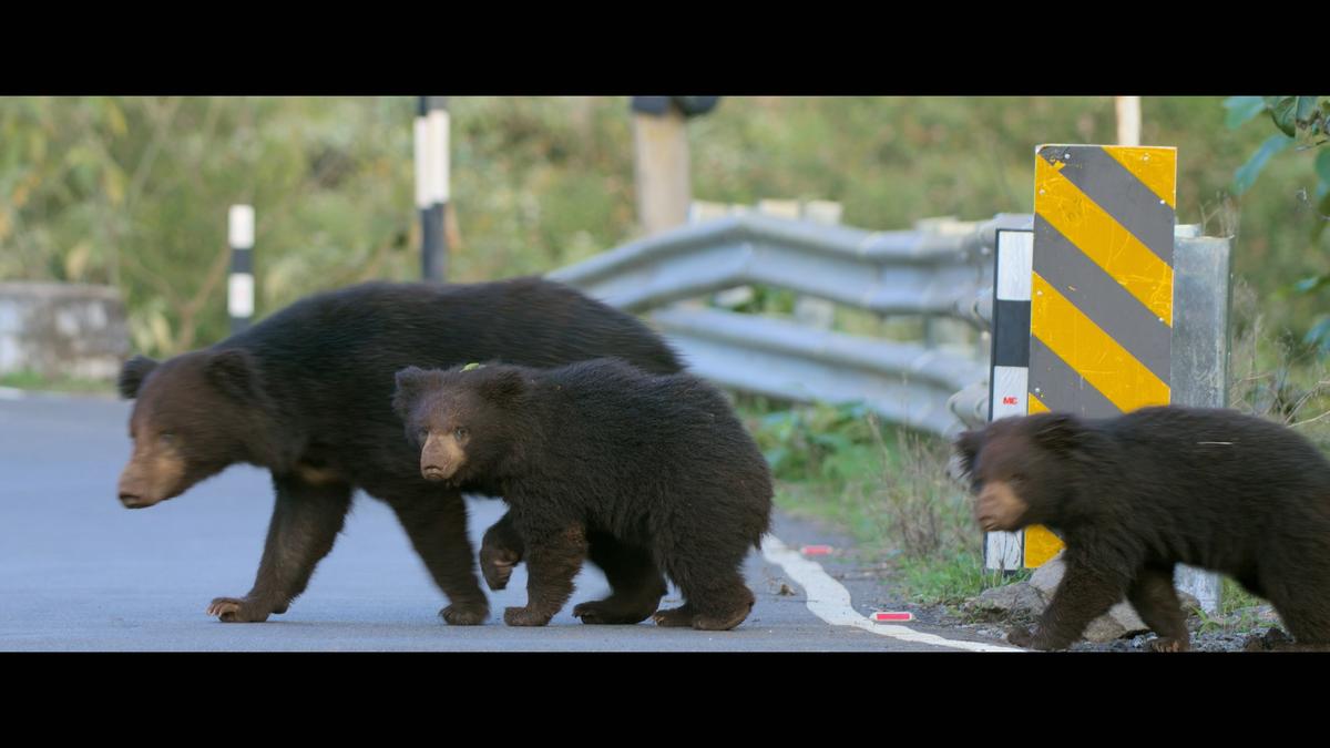 A sloth bear mother crosses the busy road with her cubs 