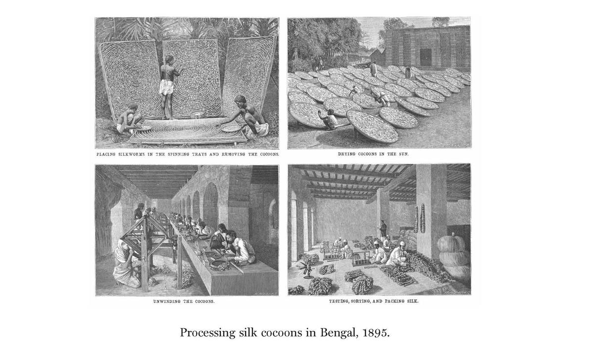 Processing silk cocoon in Bengal (1895)