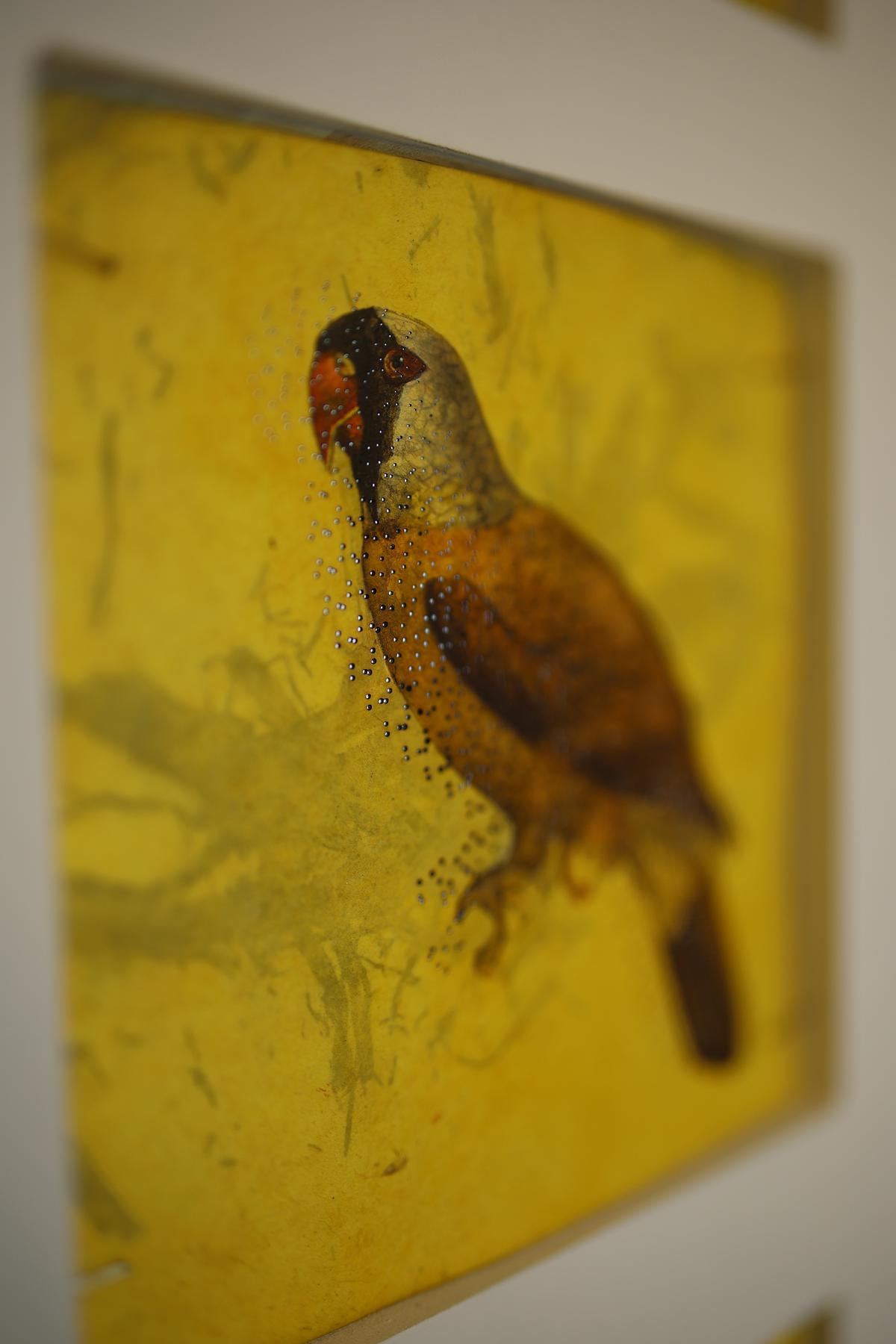 A detail from Kulpreet Singh’s project Extinction Archive